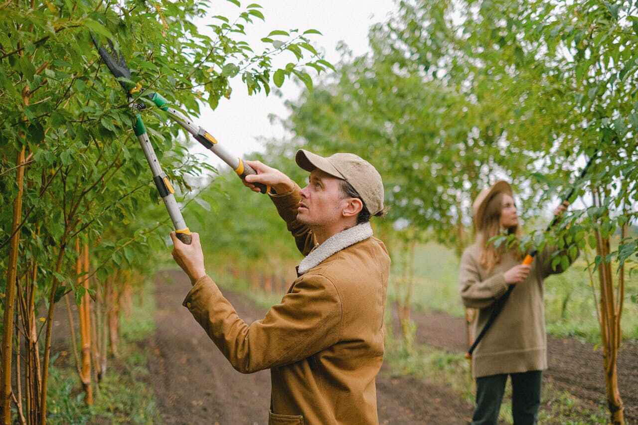 Professional Tree Service in Marshfield Hills, MA